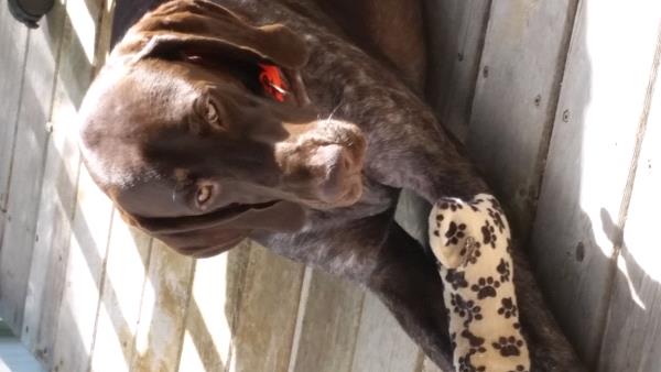 /Images/uploads/Southeast German Shorthaired Pointer Rescue/segspcalendarcontest2018/entries/9029thumb.jpg